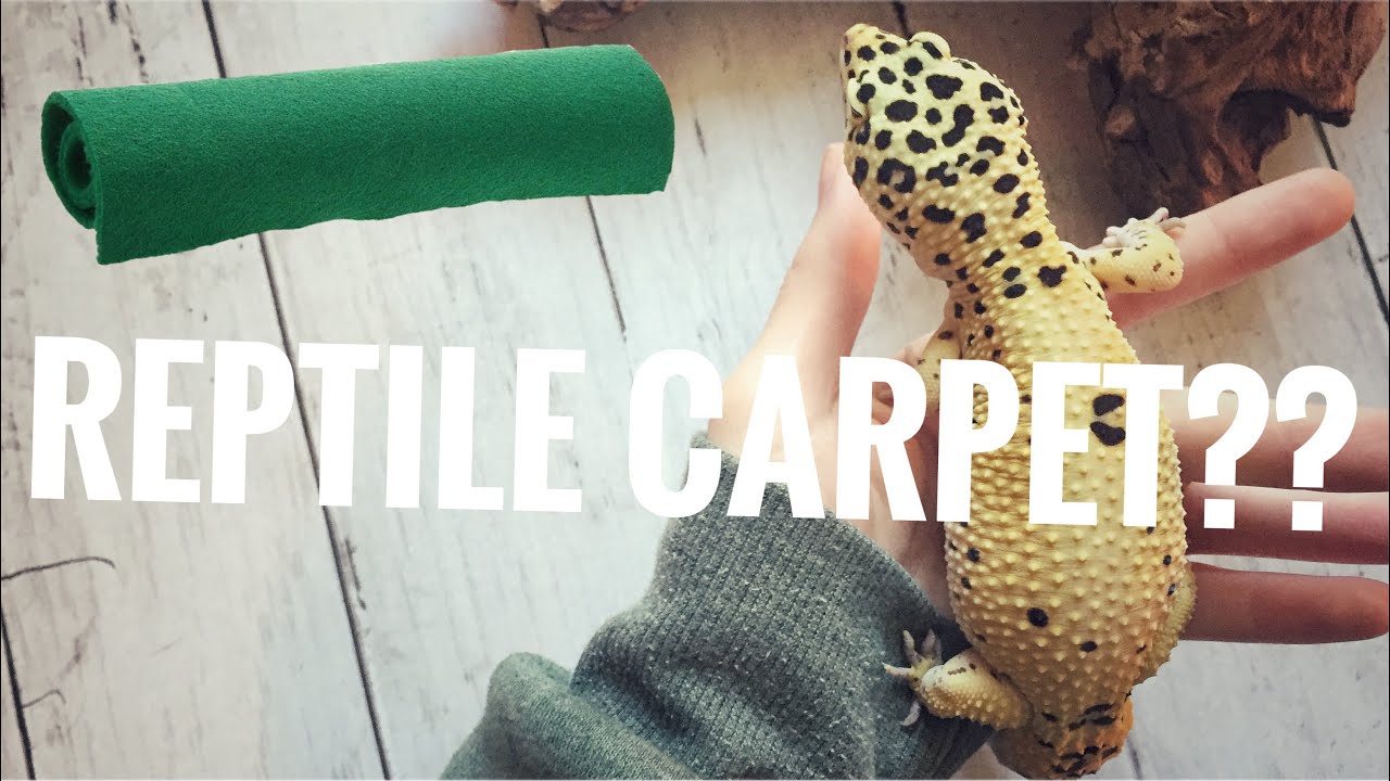 reptile carpet