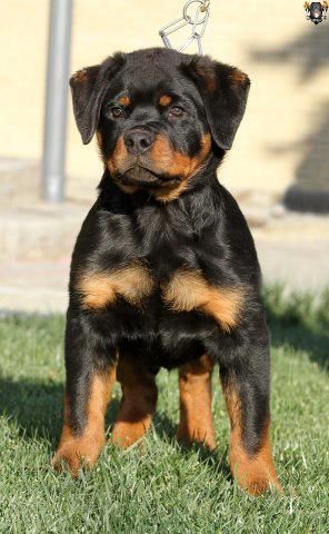 rottie pup