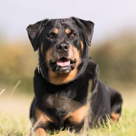 rottweiler pictures