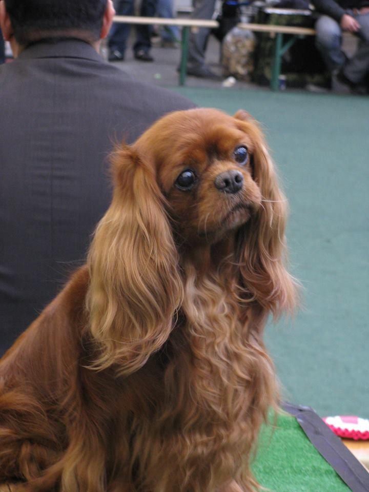 ruby king charles spaniel