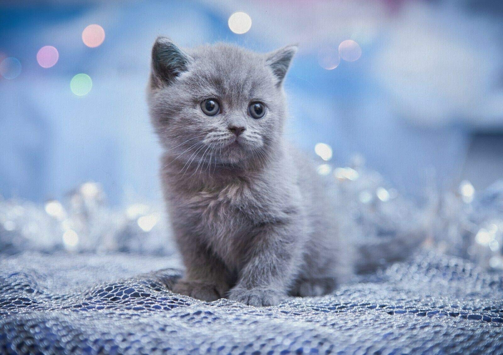 russian blue cat kitten