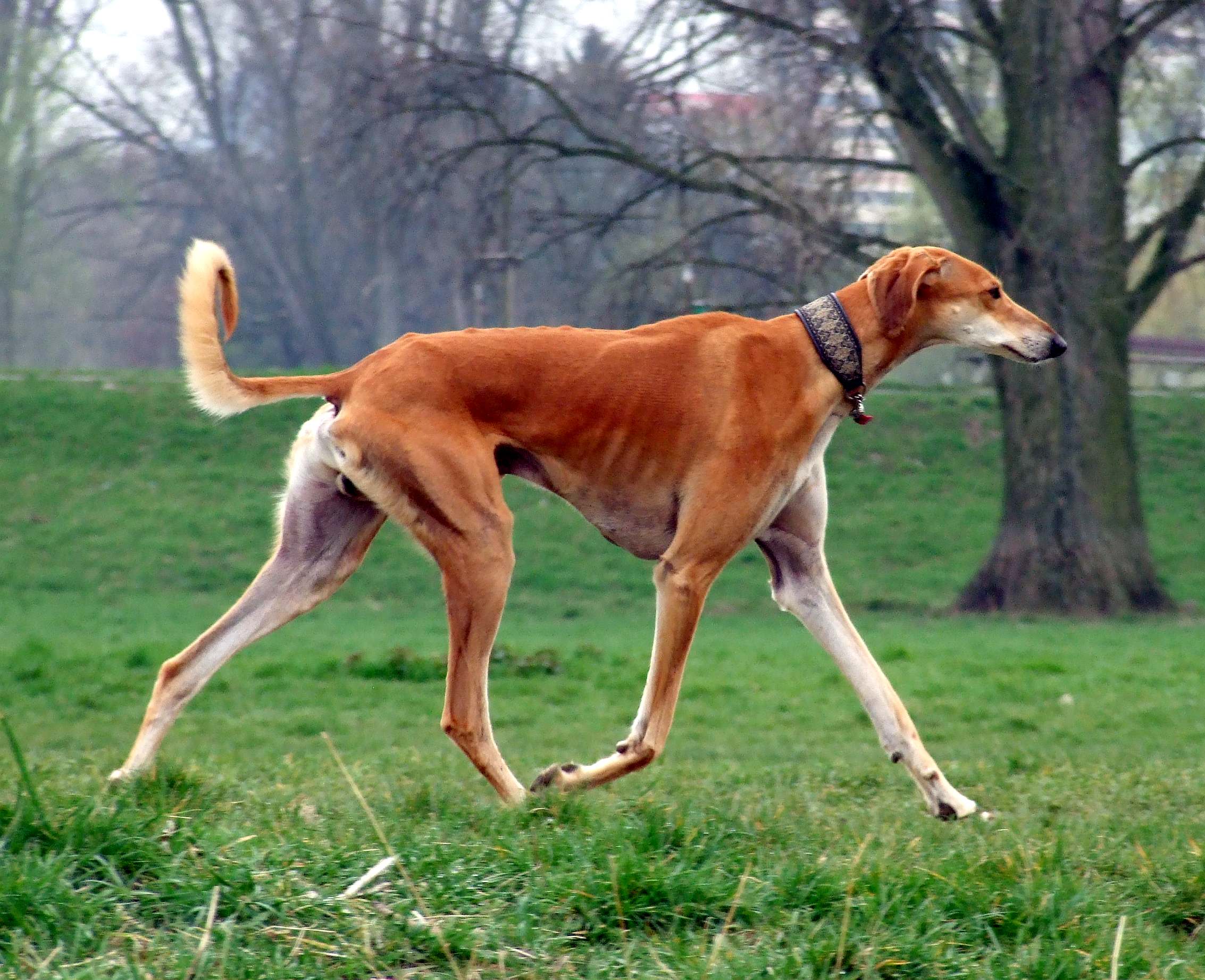 saluki dog characteristics