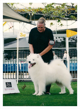 samoyed for sale australia