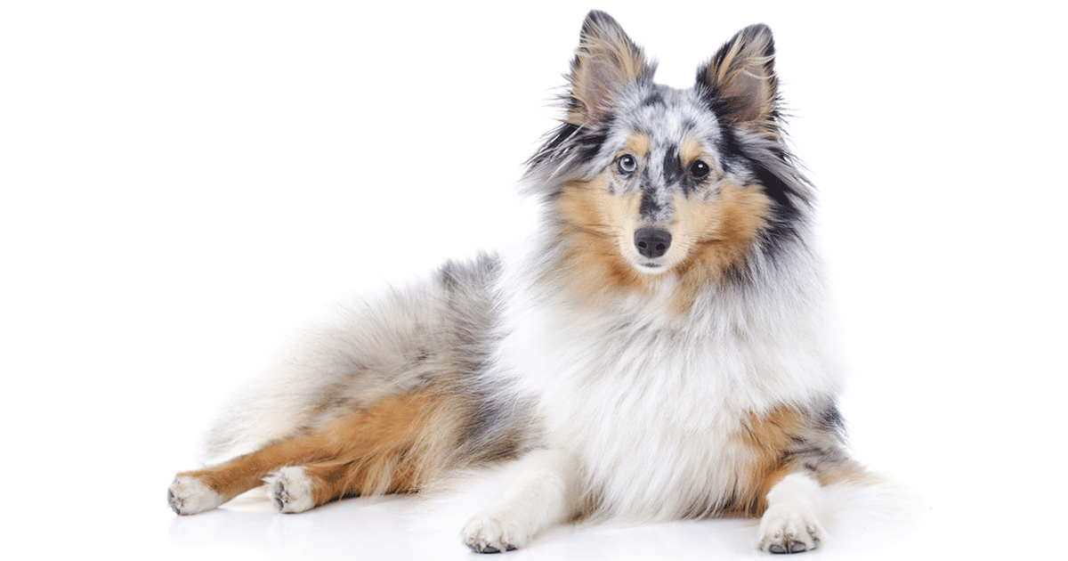 shetland sheepdogs for sale