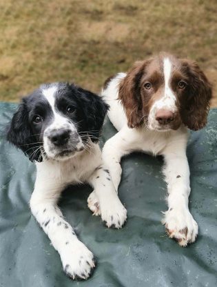 show springer spaniels for sale