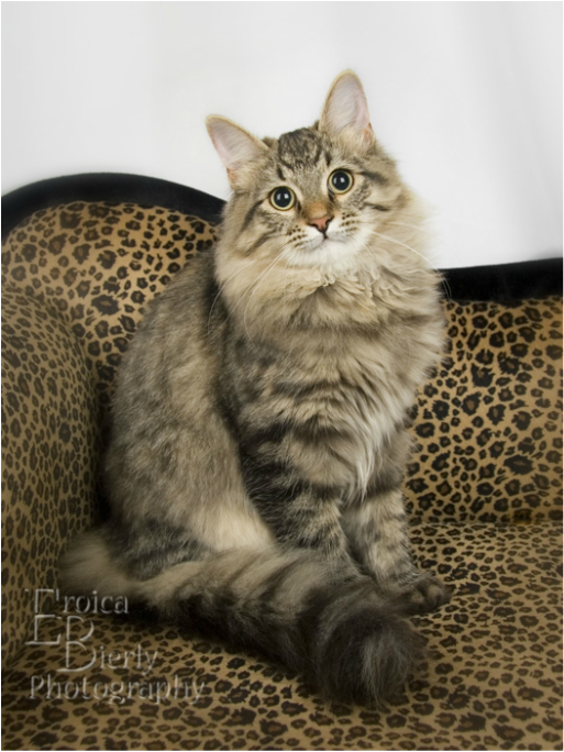 siberian forest cat vancouver