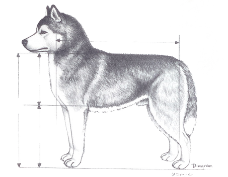 siberian husky dimensions