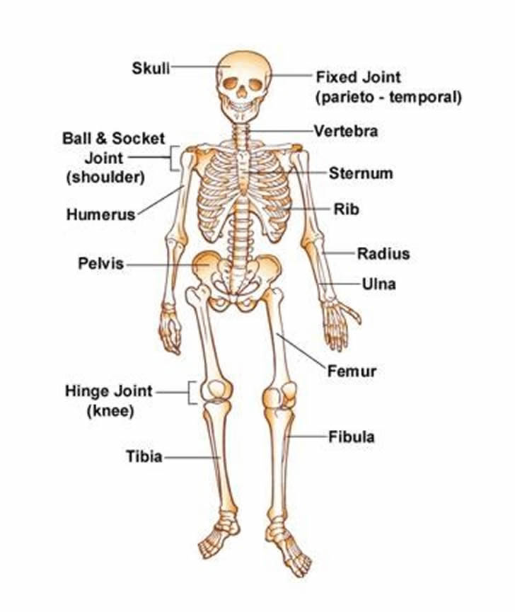 skeleton antonyms