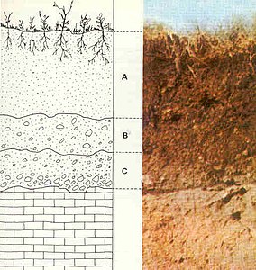 soil synonym