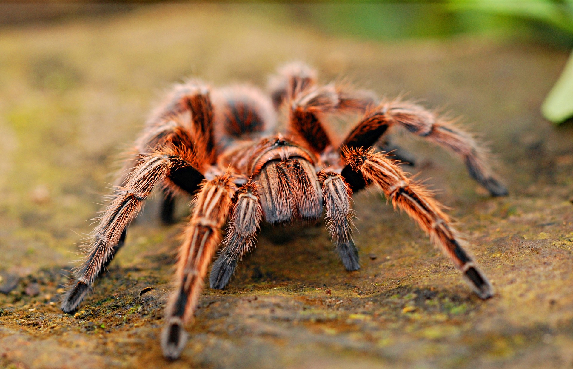 soñar que te pica una araña en la mano