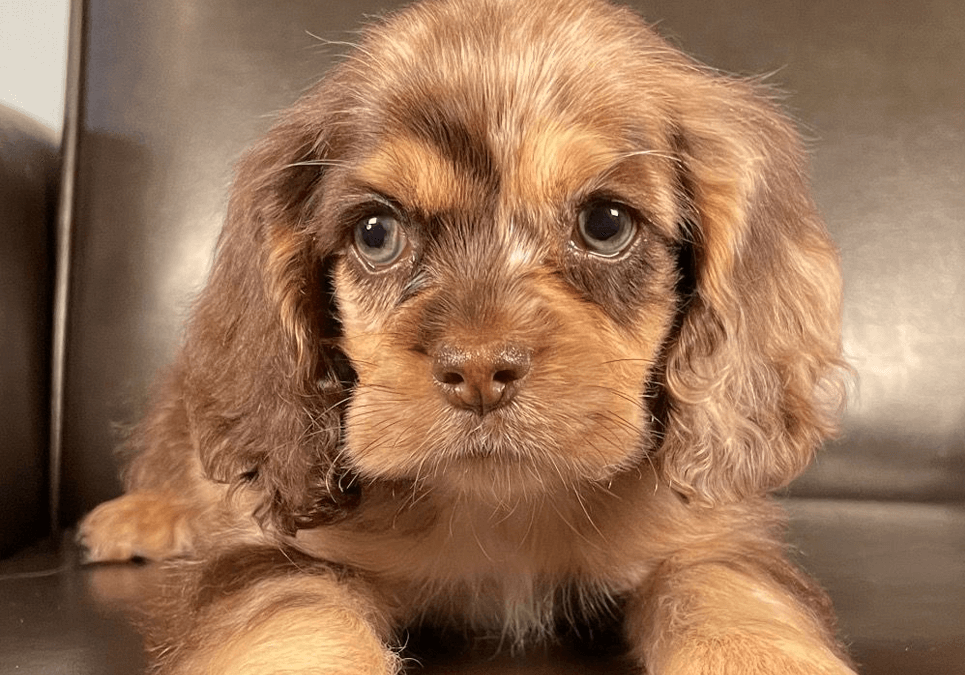 spaniel puppies for sale near me