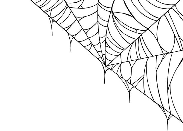 spider web png