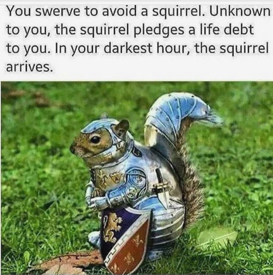 squirrel memes