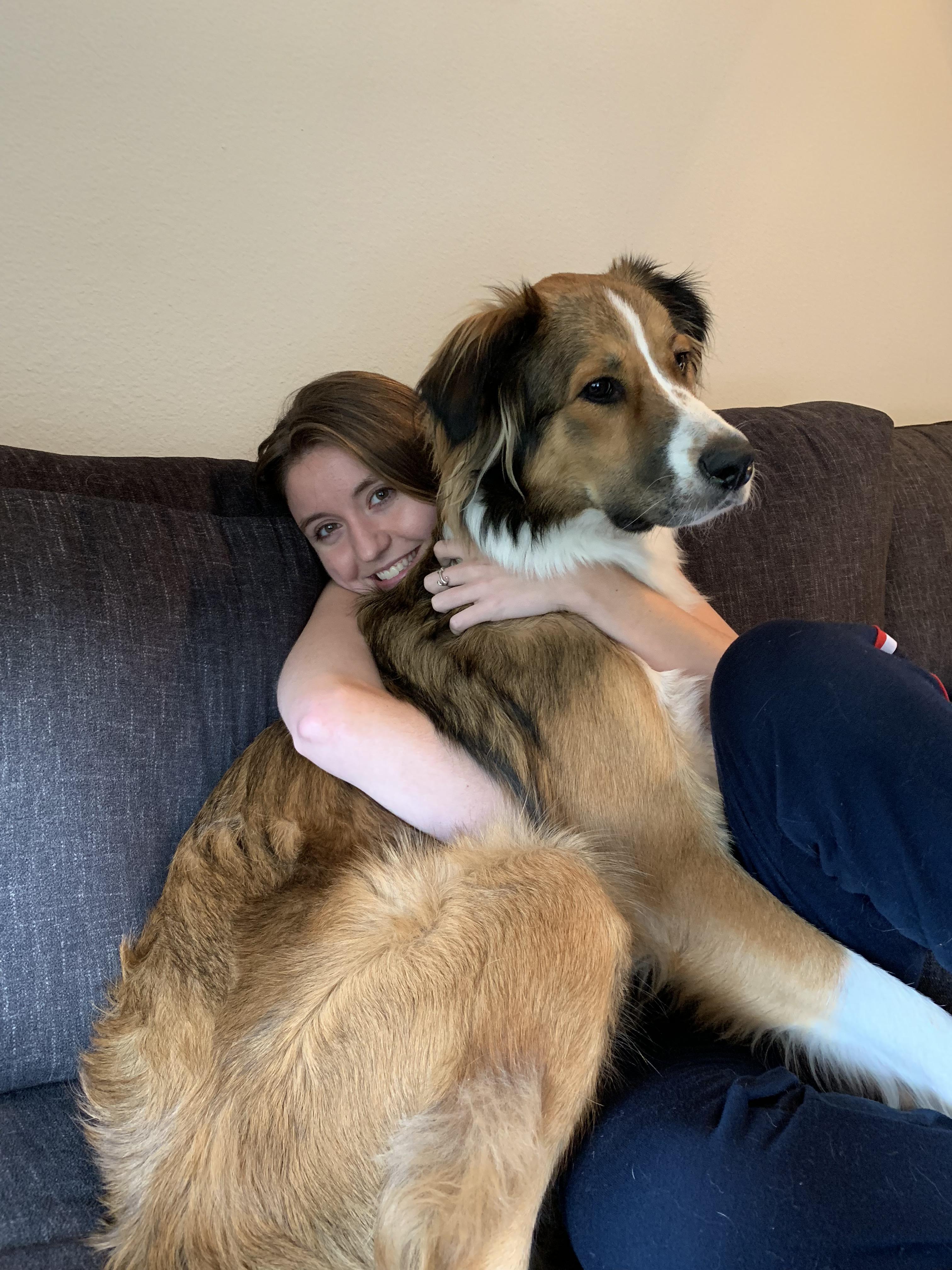 st bernard retriever mix