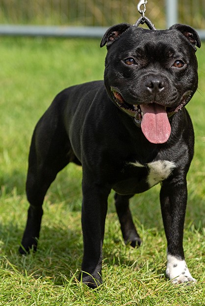 staffordshire bull terrier for sale