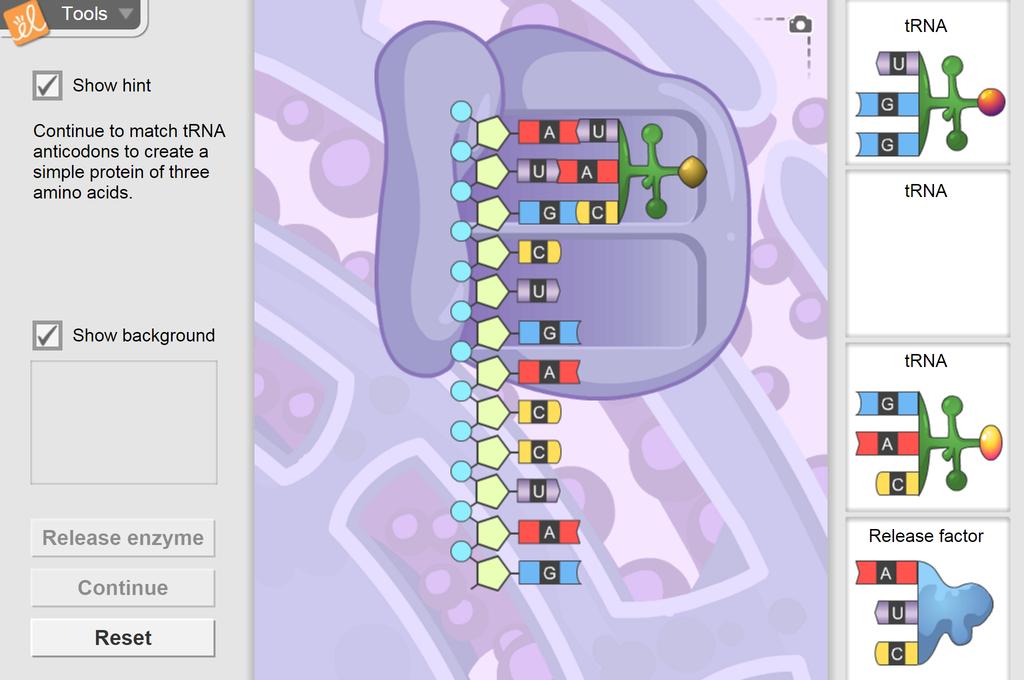 student exploration rna and protein synthesis