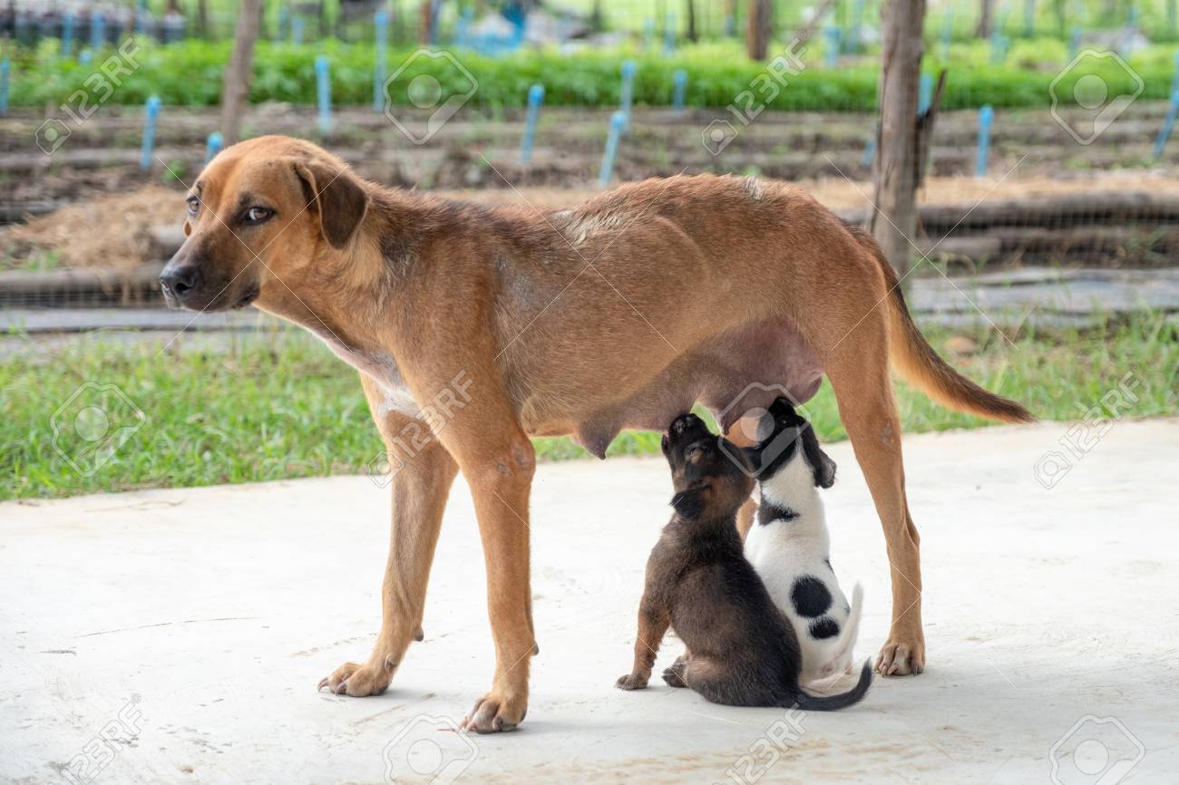 sucking dog