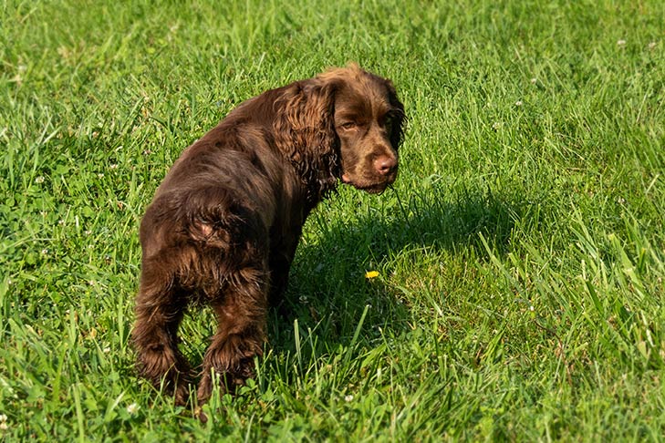 sussex spaniels for sale