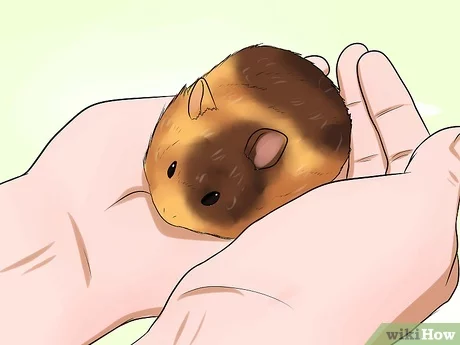 symptoms of a dying hamster