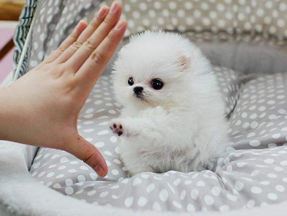 teacup pomeranian puppies