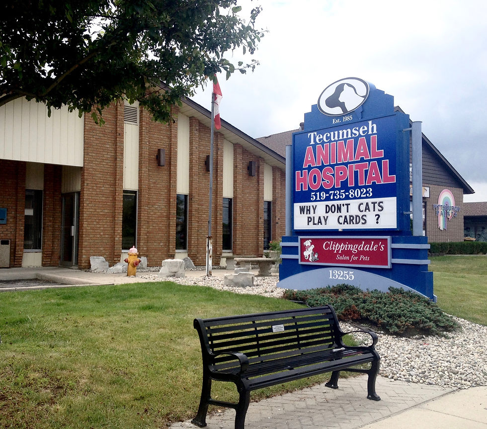 tecumseh vet hospital mi