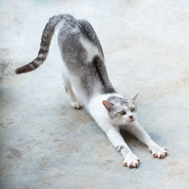 tekir erkek kedi kızgınlık dönemi