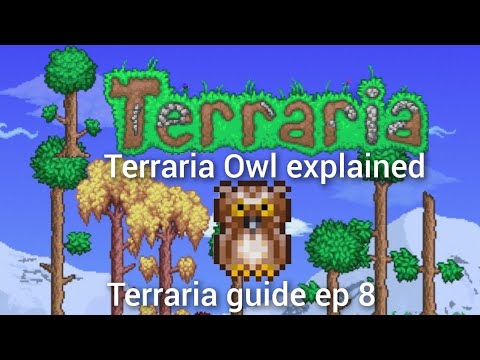 terraria owl