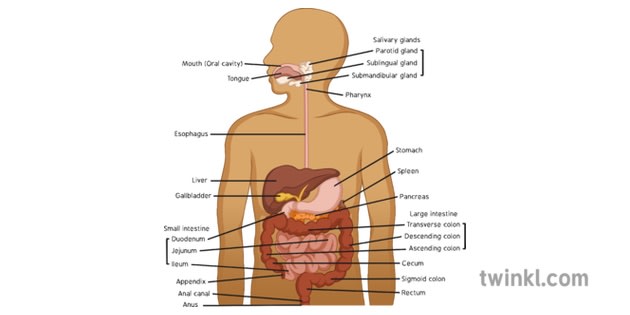 the digestive system for ks2