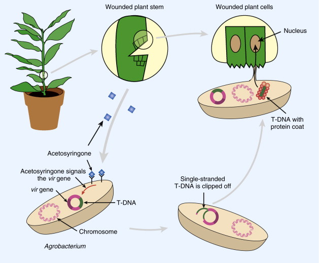 ti plasmid is obtained from which of the following