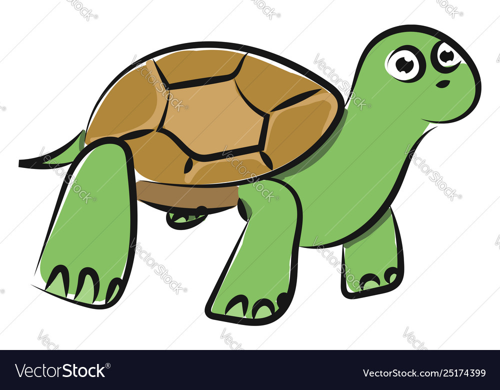 tortoise color image