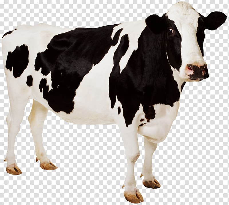 transparent cow
