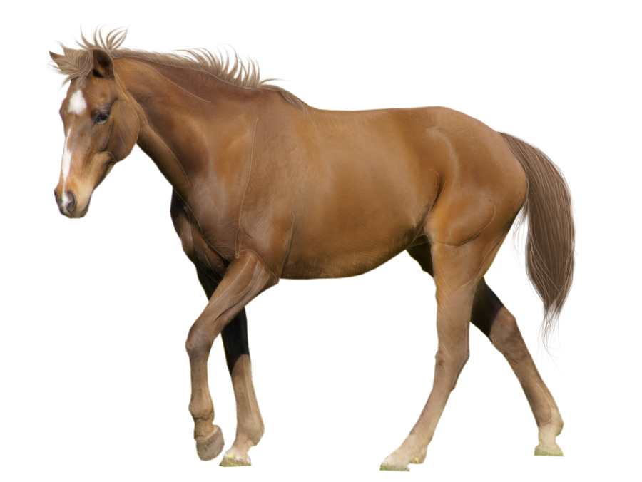 transparent horse png