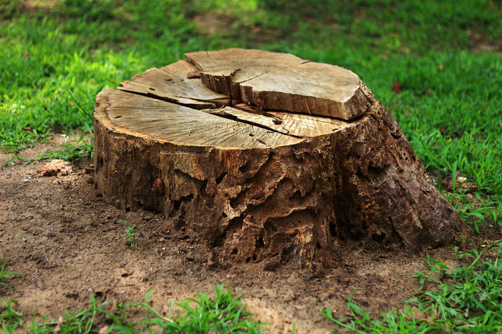 tree stump pic