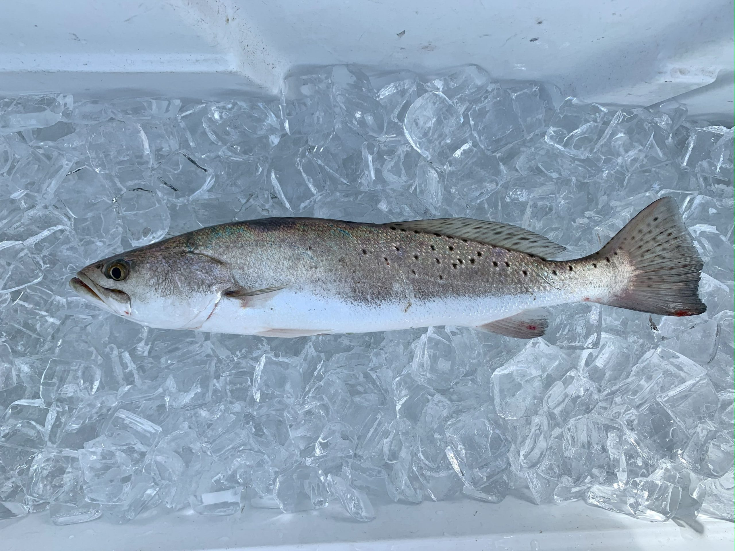 trout size limit texas