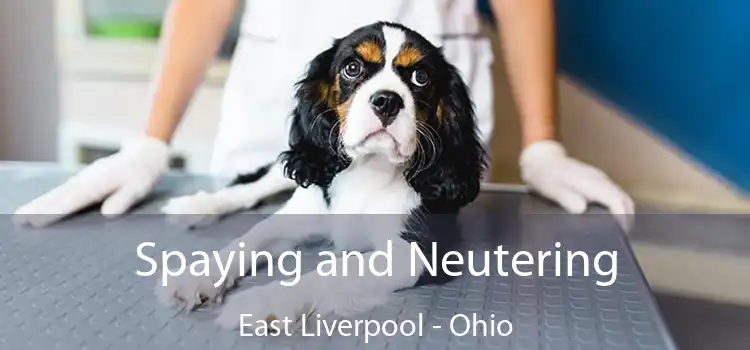 veterinarian east liverpool ohio