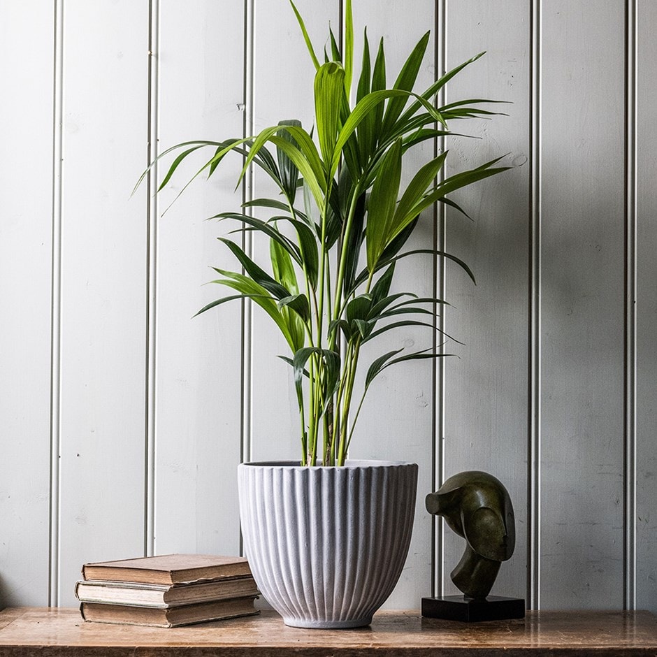 waitrose plants indoor