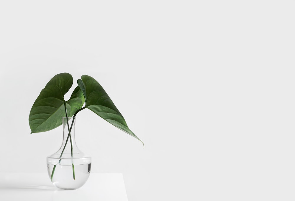 wallpaper plants minimalist