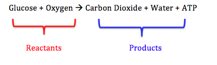 what are the reactants and products of cellular respiration