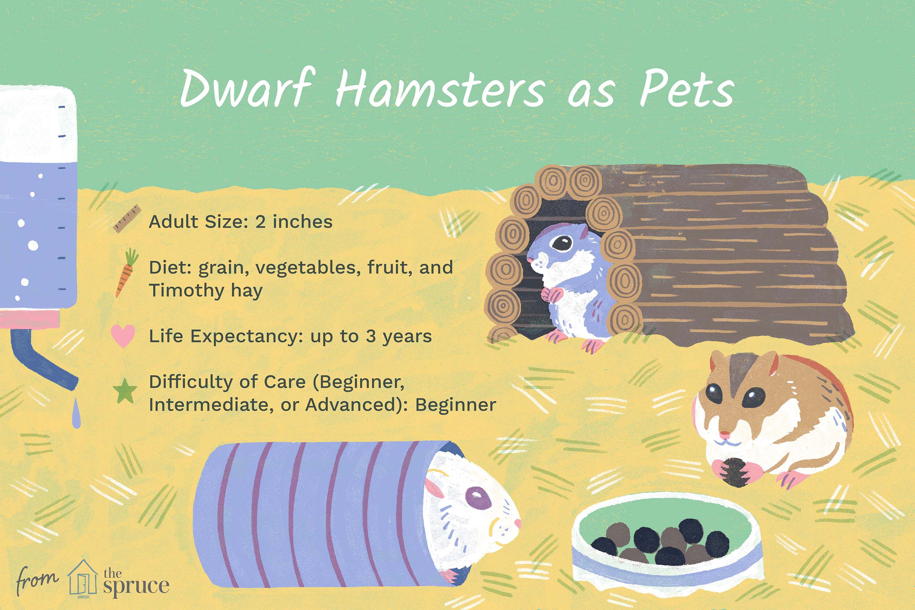 what can dwarf hamsters eat