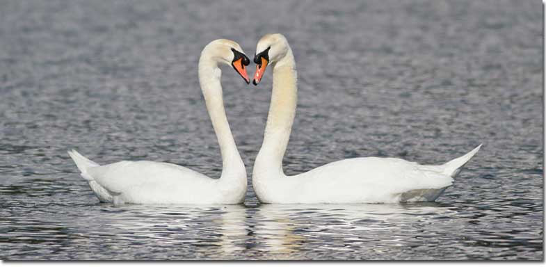 what is male swan called