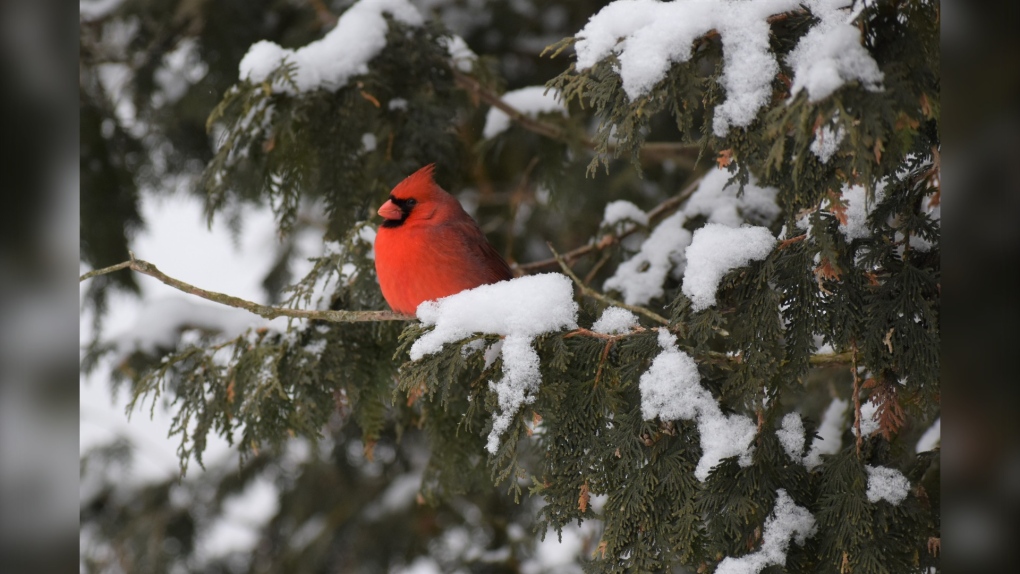 when will it snow in london ontario 2023