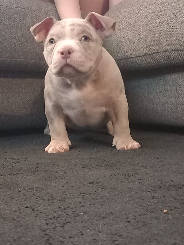 xl bully for sale bristol