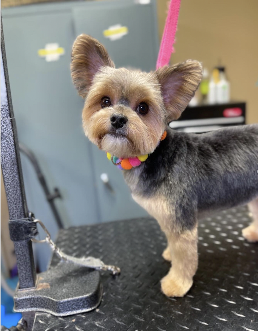 yorkie teddy bear haircut